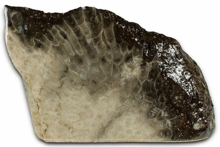 Free-Standing, Petoskey Stone (Fossil Coral) Section - Michigan #356977